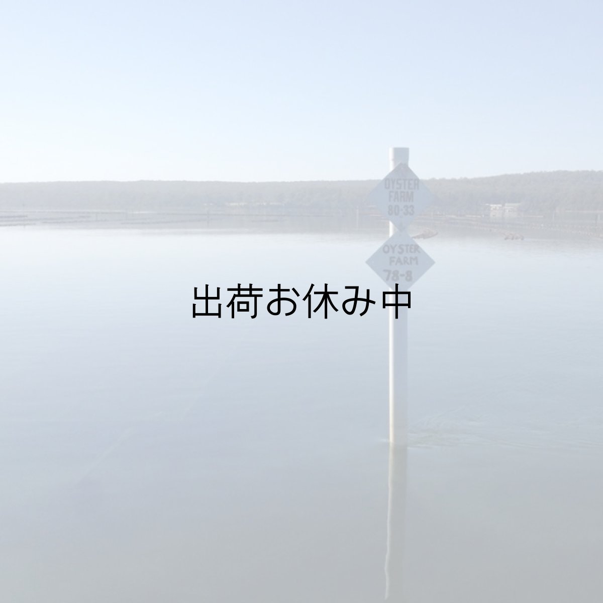 画像10: オーストラリア産シドニーロック (10)