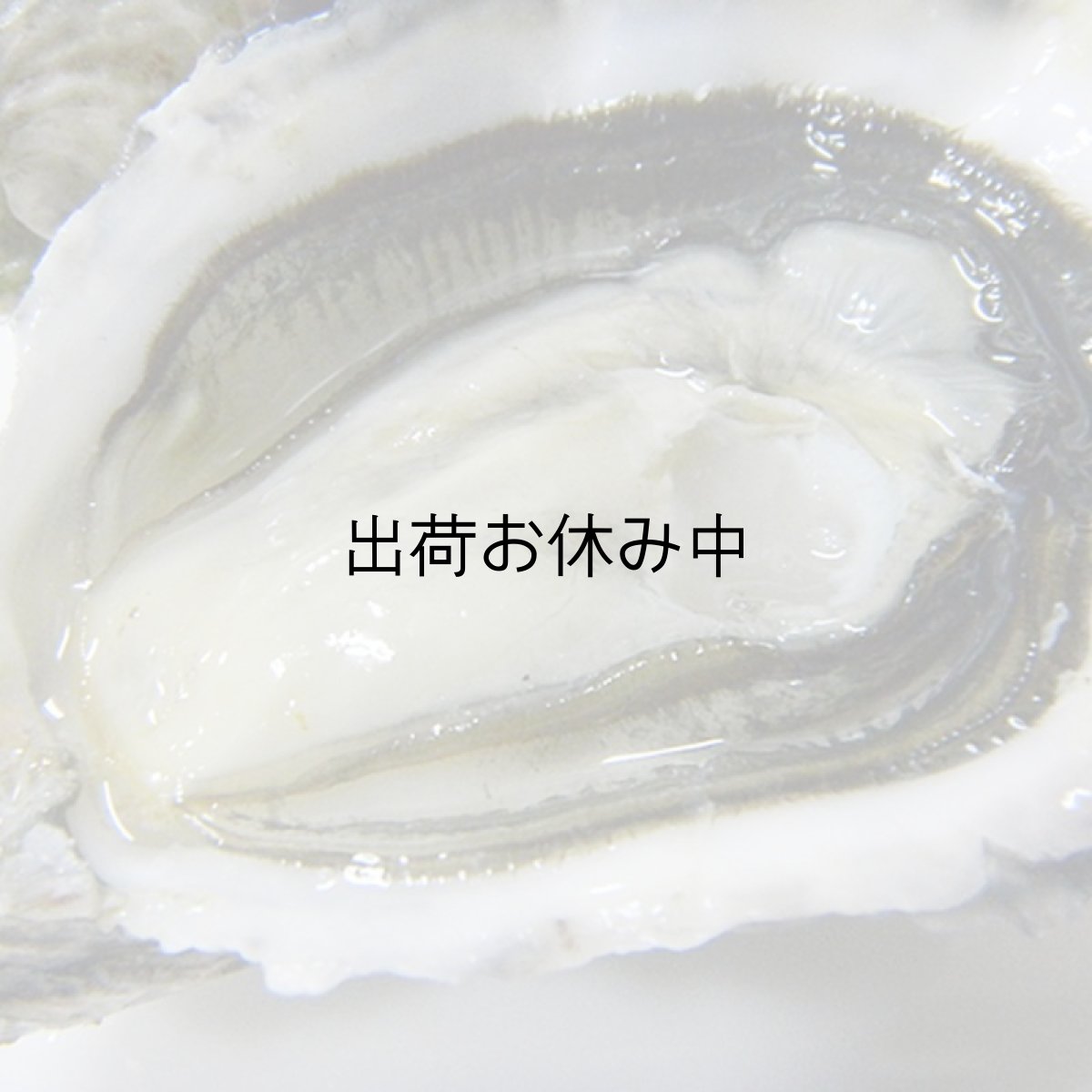 画像4: ウッディアイランド 殻付牡蠣 (4)