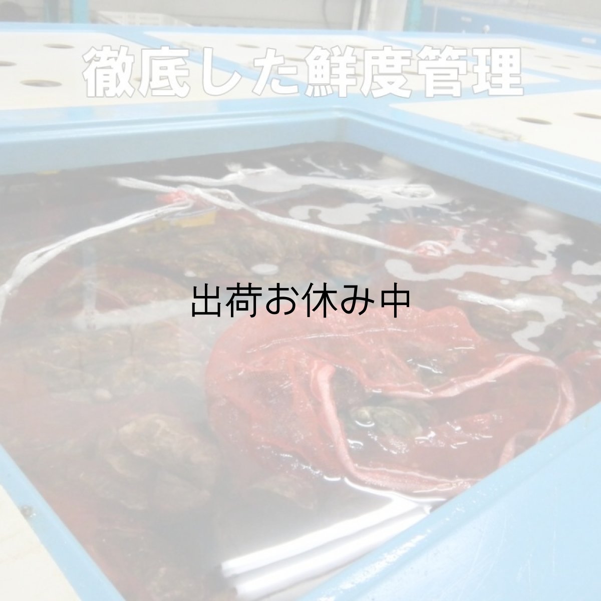 画像5: アイリッシュプレミアム殻付牡蠣 (5)