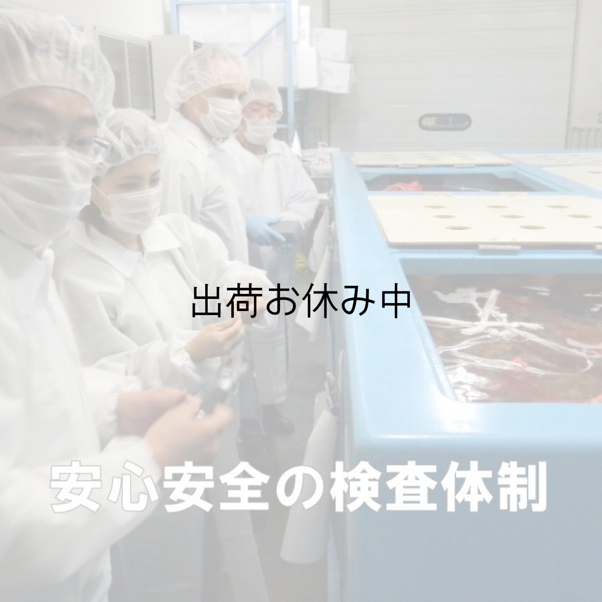 画像6: アイリッシュプレミアム殻付牡蠣 (6)