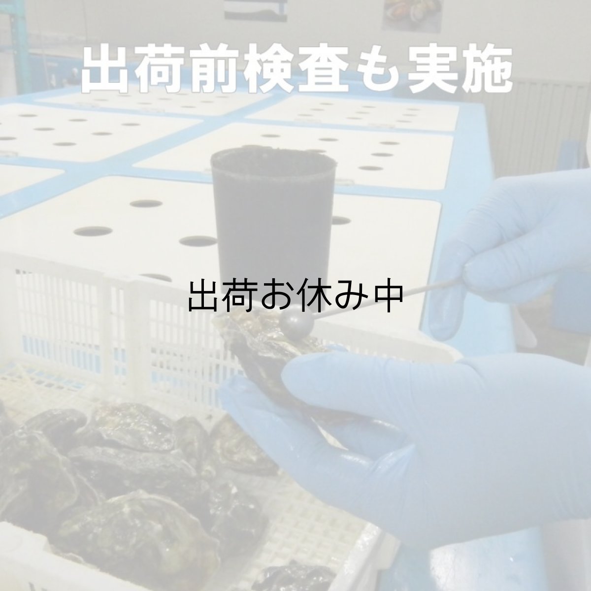 画像9: ウッディアイランド 殻付牡蠣 (9)