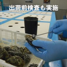 画像7: アイリッシュプレミアム殻付牡蠣 (7)