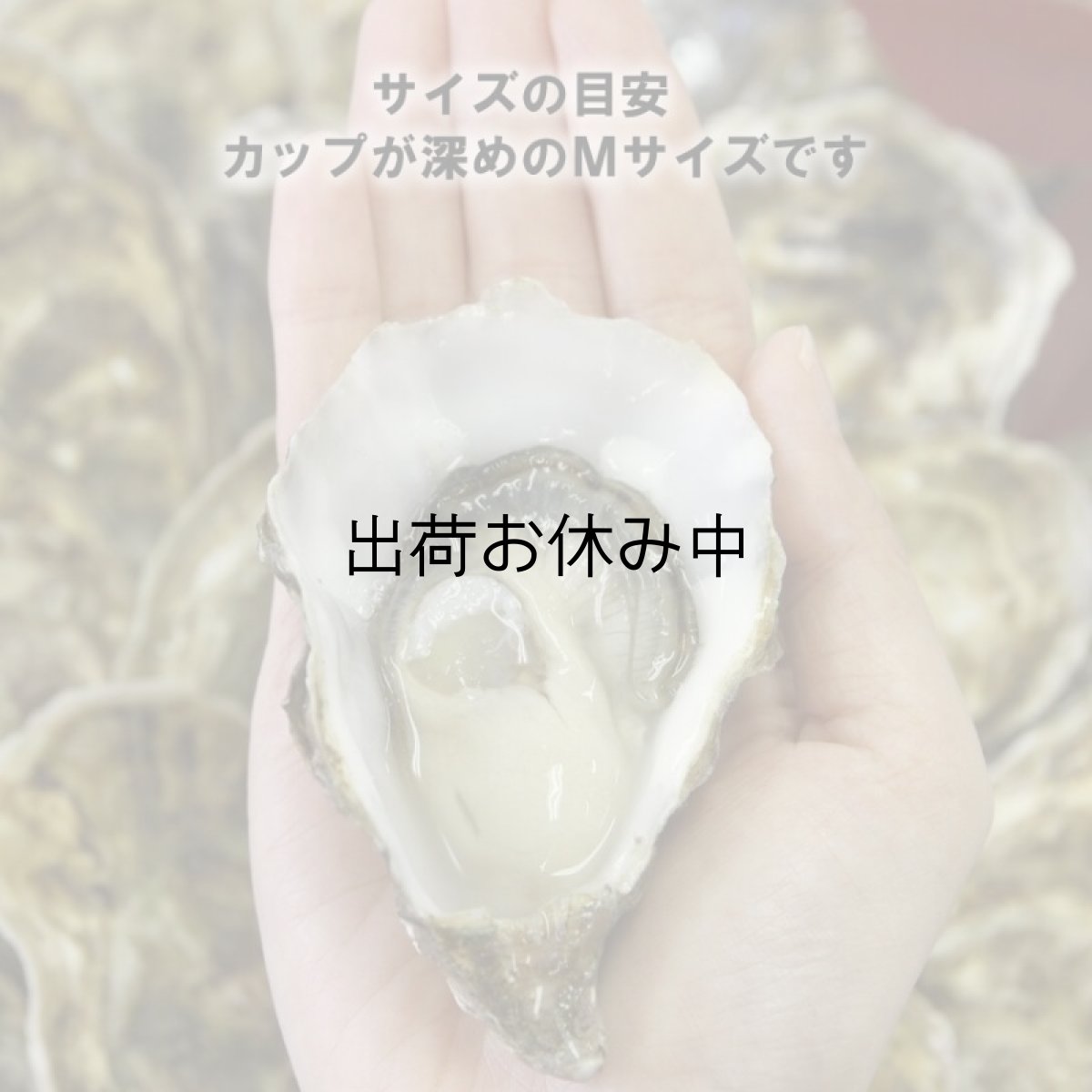 画像2: アイリッシュプレミアム殻付牡蠣 (2)