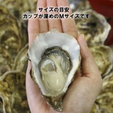 画像2: アイリッシュプレミアム殻付牡蠣 (2)