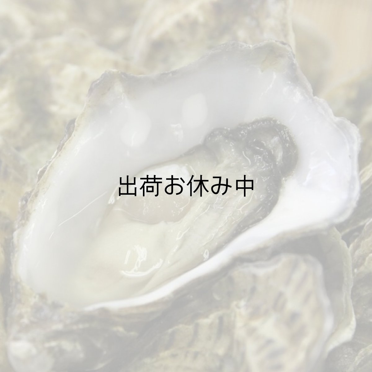 画像1: アイリッシュプレミアム殻付牡蠣 (1)
