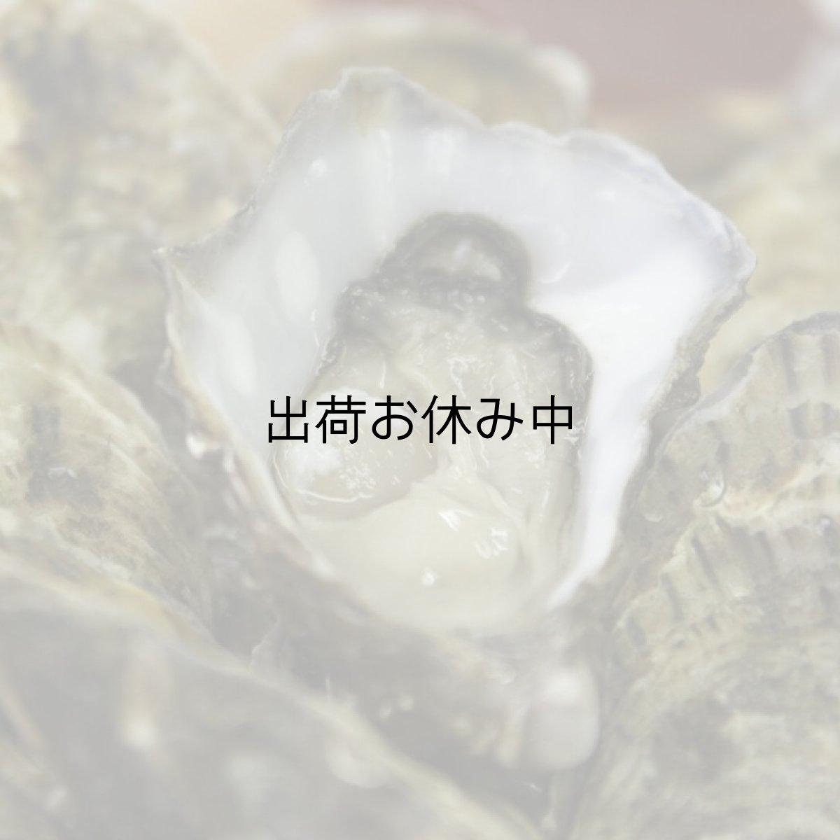 画像3: アイリッシュプレミアム殻付牡蠣 (3)