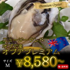 画像1: ニュージーランドオプア殻付牡蠣 (1)