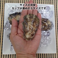 画像4: ニュージーランドオプア殻付牡蠣 (4)