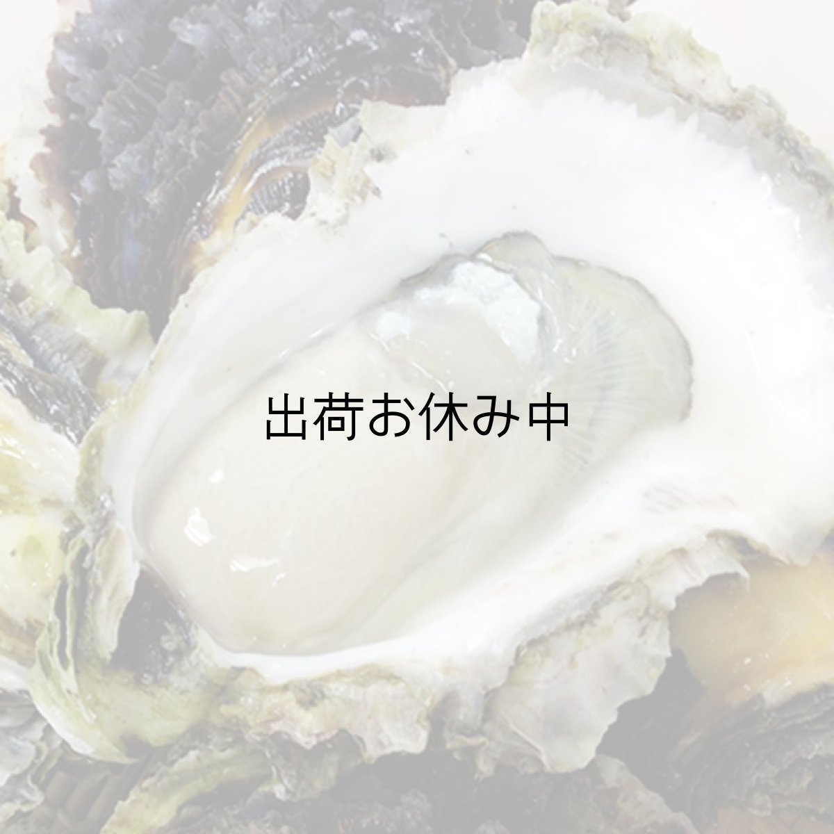 画像2: 長崎五島列島産 真牡蠣と岩牡蠣お得セット (2)