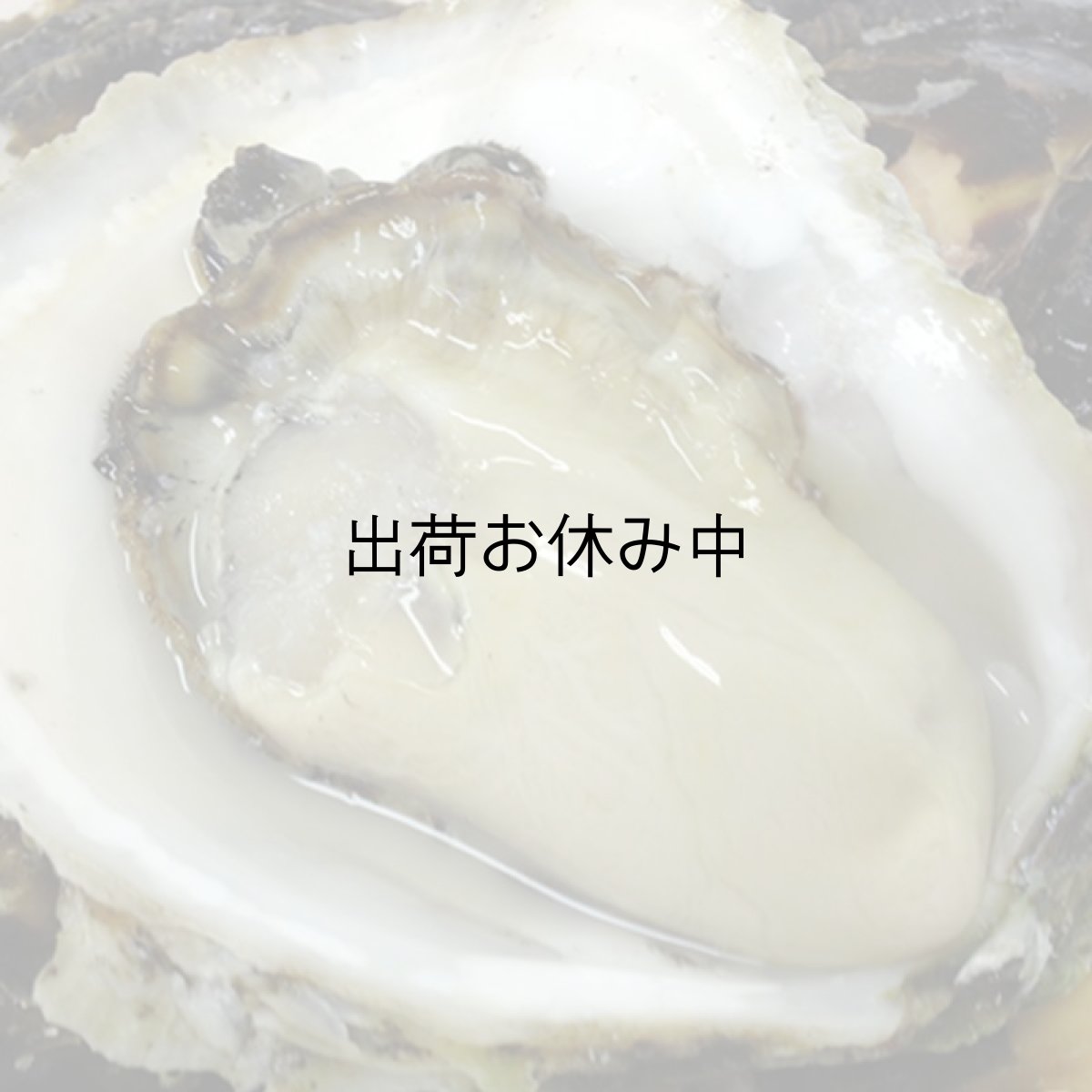 画像3: 長崎 五島列島産 岩牡蠣 (3)