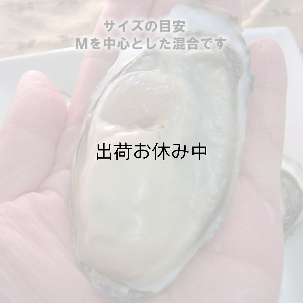 画像5: 【お急ぎ便】　長崎五島列島産　殻付牡蠣　（配送地域限定） (5)