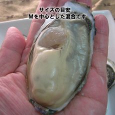 画像5: 【お急ぎ便】　長崎五島列島産　殻付牡蠣　（配送地域限定） (5)