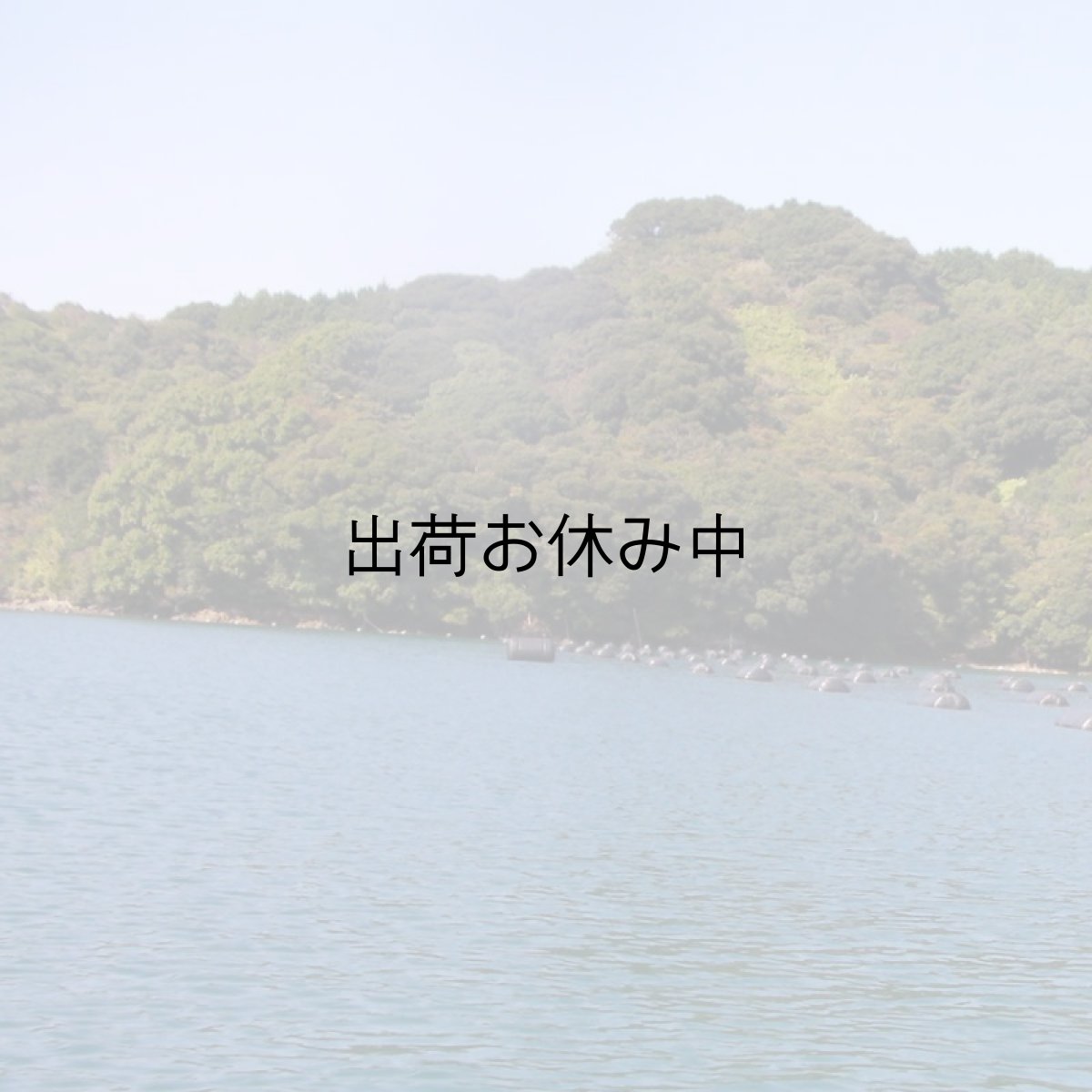画像8: 【お急ぎ便】　長崎五島列島産　殻付牡蠣　（配送地域限定） (8)