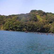 画像6: 長崎 五島列島産 岩牡蠣 (6)