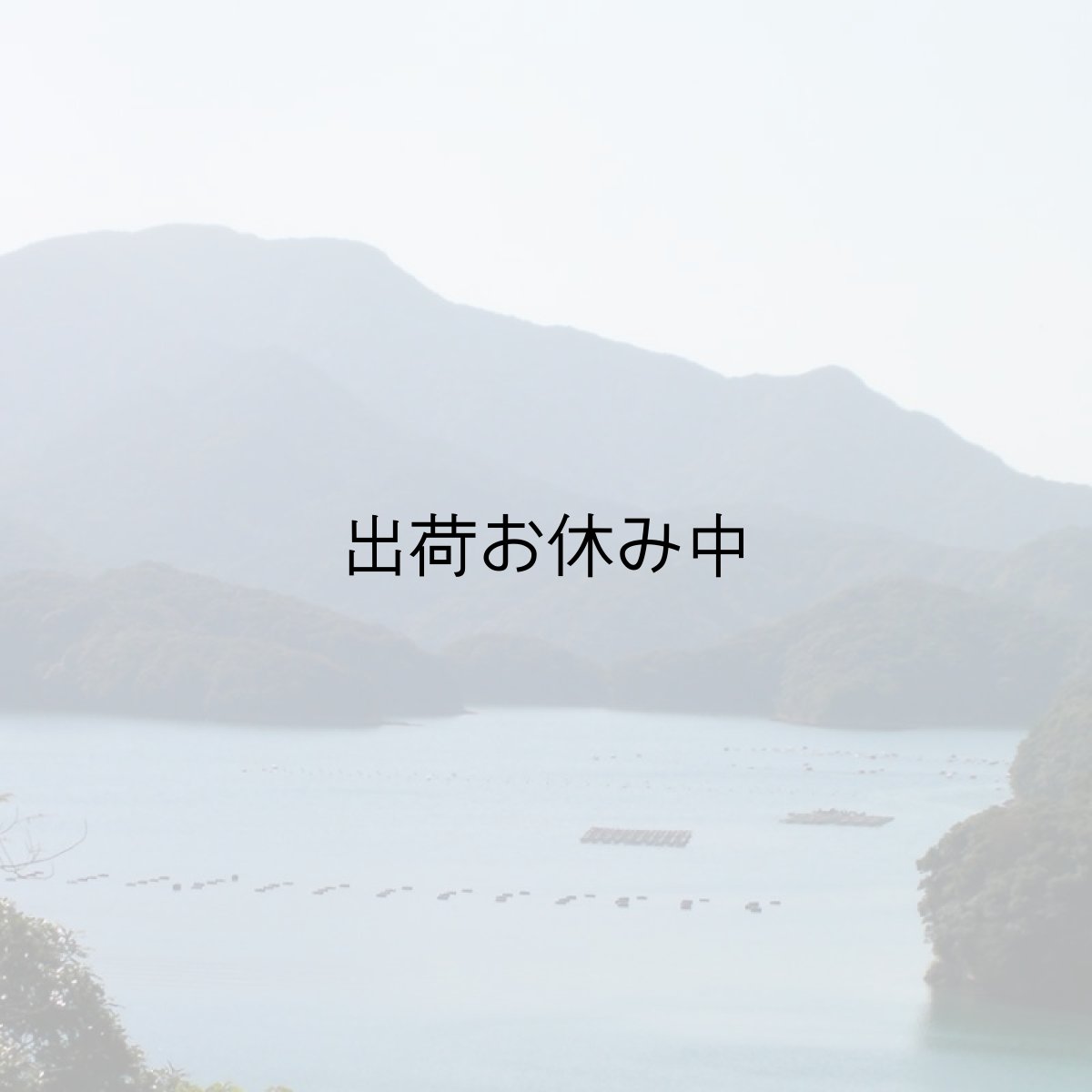 画像7: 【お急ぎ便】　長崎五島列島産　殻付牡蠣　（配送地域限定） (7)