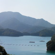 画像7: 長崎五島列島産　殻付牡蠣 (7)