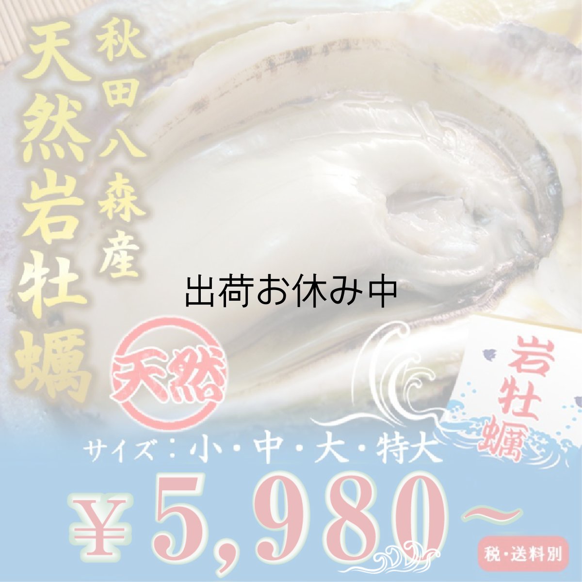 画像1: 秋田八森産　天然岩牡蠣 (1)