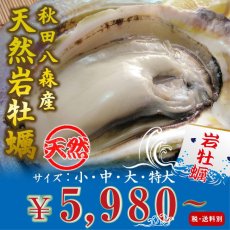 画像1: 秋田八森産　天然岩牡蠣 (1)