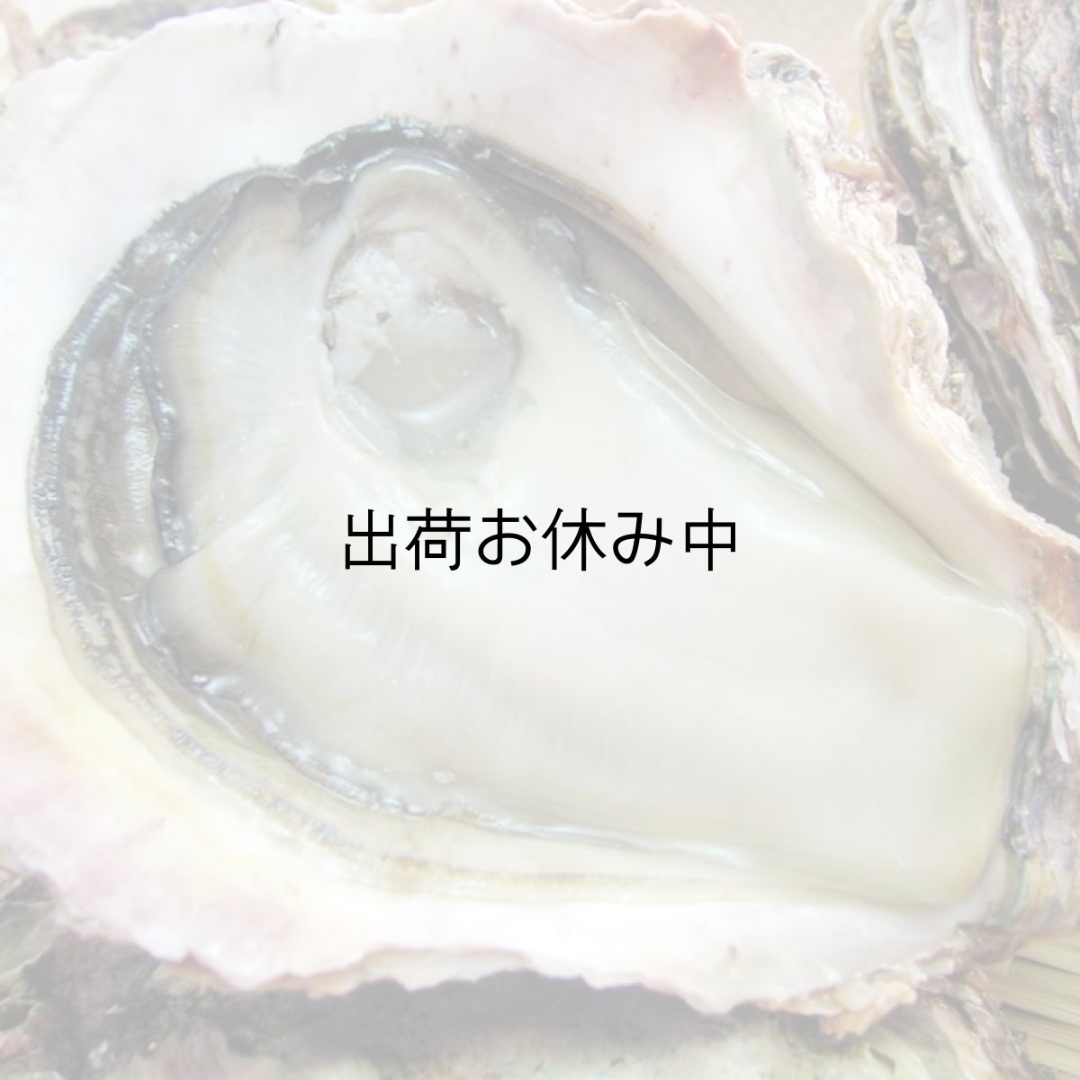 画像8: 秋田八森産　天然岩牡蠣 (8)