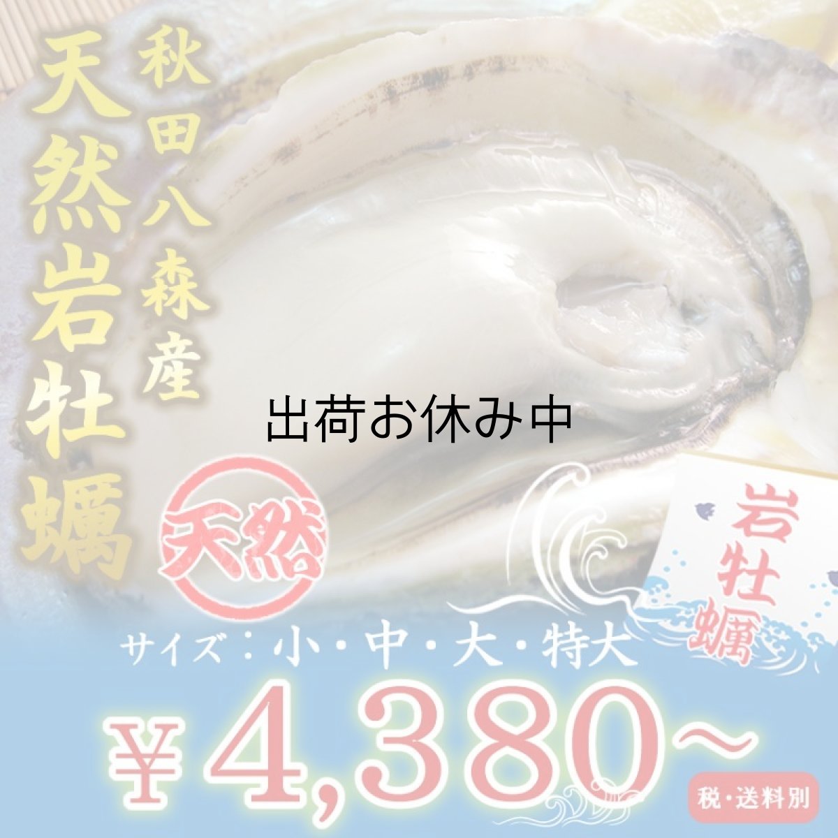 画像1: 秋田八森産　天然岩牡蠣 (1)