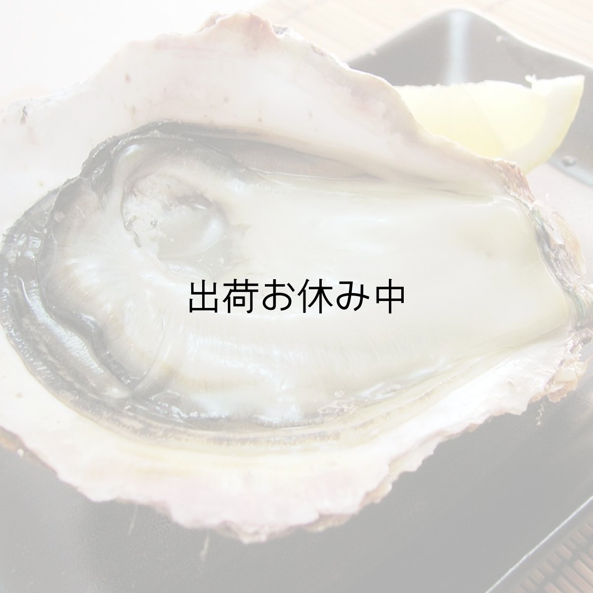 画像7: 秋田八森産　天然岩牡蠣 (7)