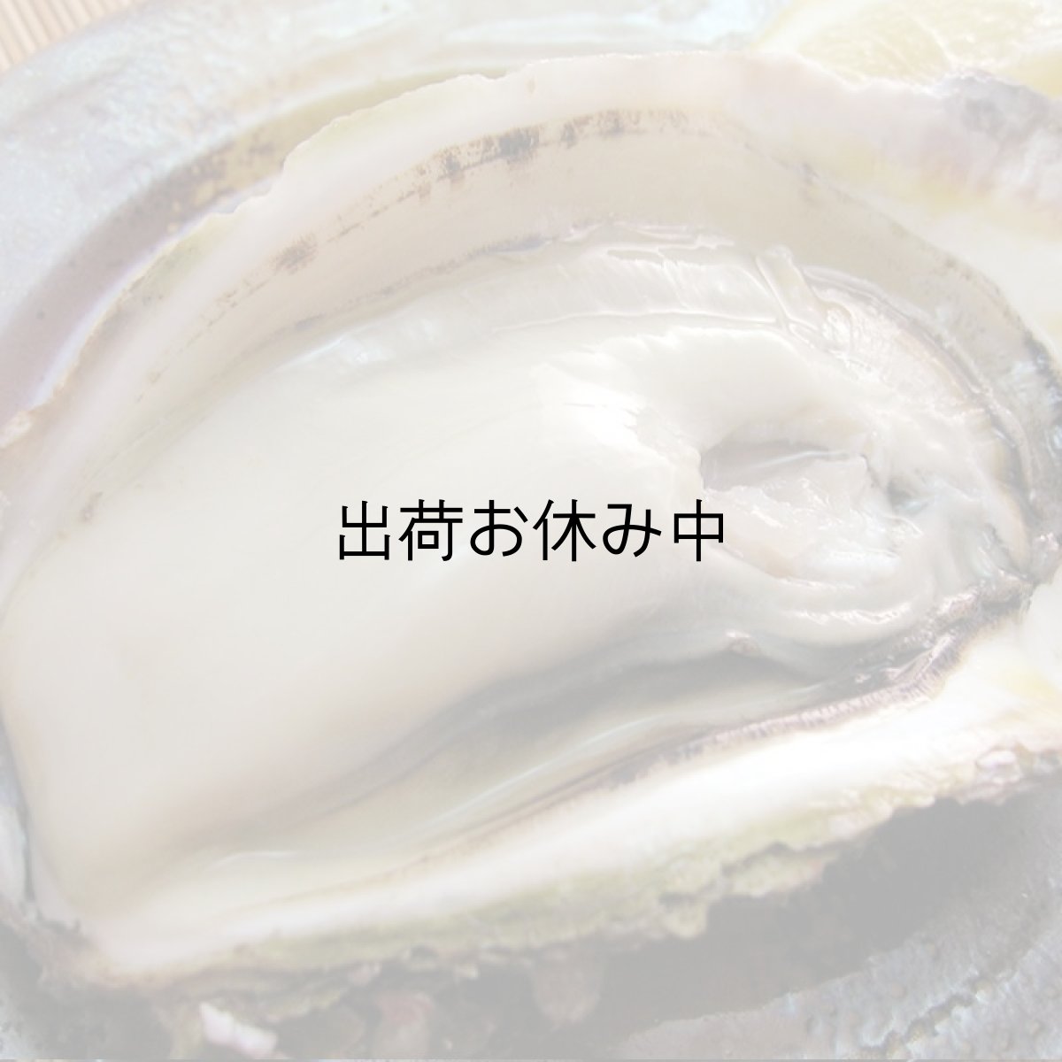 画像6: 秋田八森産　天然岩牡蠣 (6)