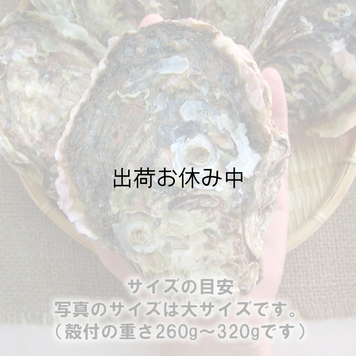 画像4: 秋田八森産　天然岩牡蠣 (4)