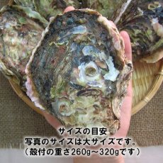 画像4: 秋田八森産　天然岩牡蠣 (4)