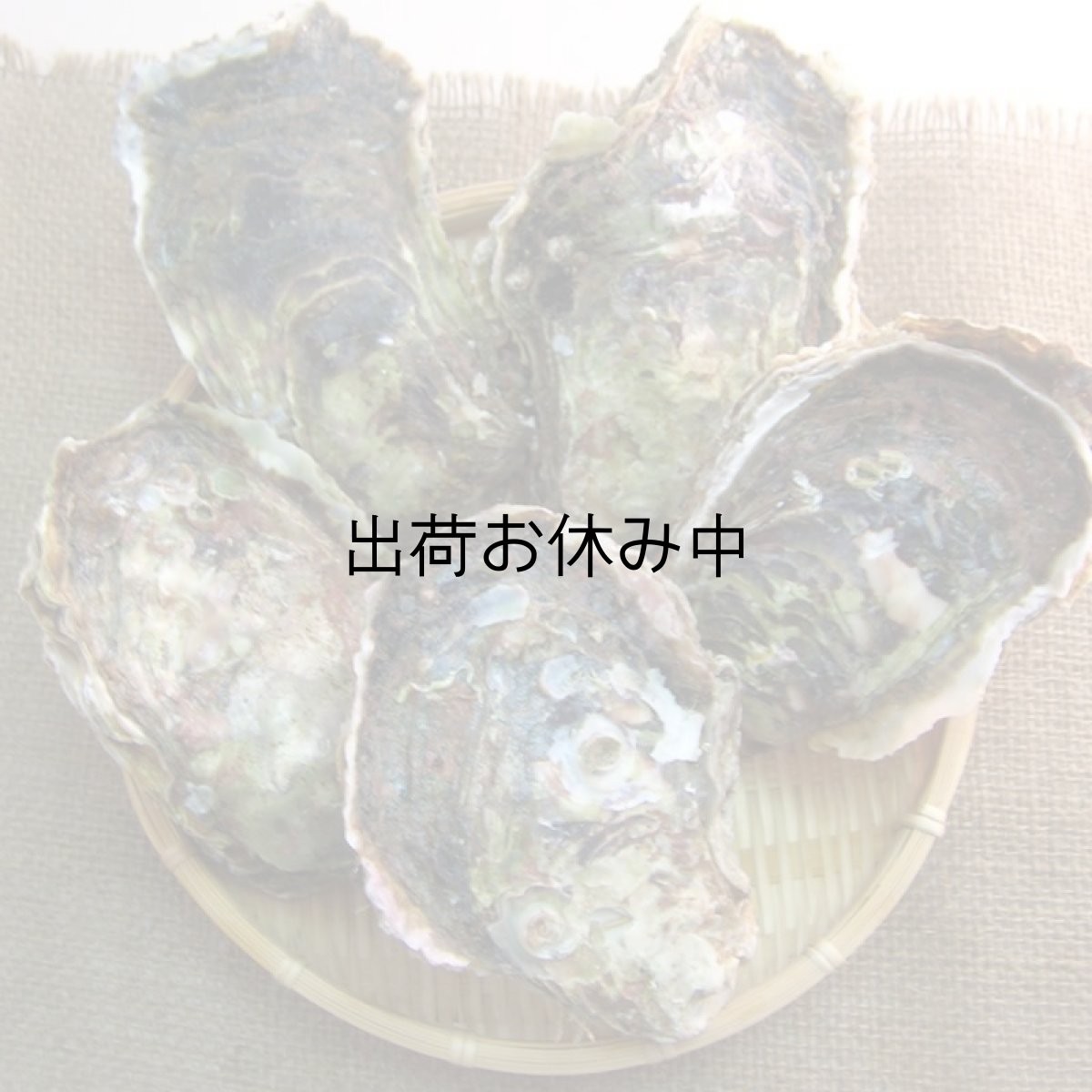 画像3: 秋田八森産　天然岩牡蠣 (3)