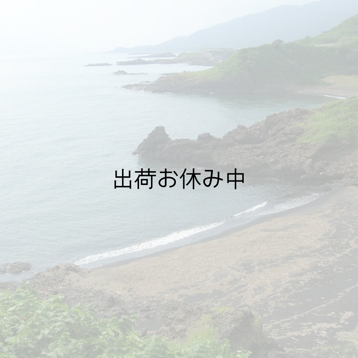 画像2: 秋田八森産　天然岩牡蠣 (2)