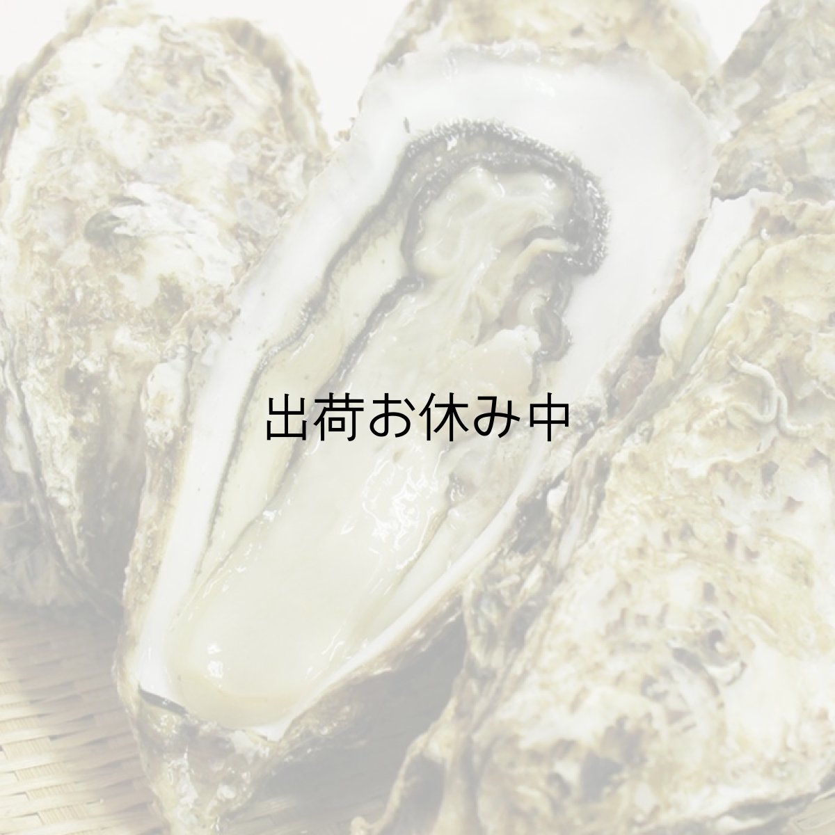 画像4: 【お急ぎ便】三陸広田湾産　殻付牡蠣　（お届け地域限定） (4)