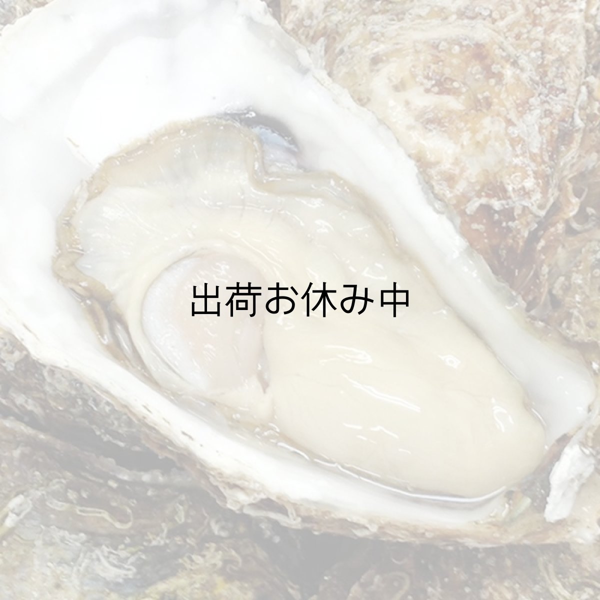 画像5: 【お急ぎ便】三陸広田湾産　殻付牡蠣　（お届け地域限定） (5)