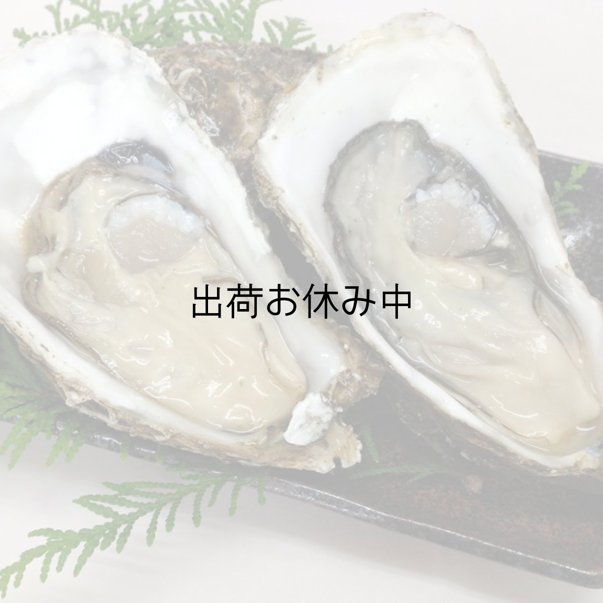 画像9: 【お急ぎ便】三陸広田湾産　殻付牡蠣　（お届け地域限定） (9)