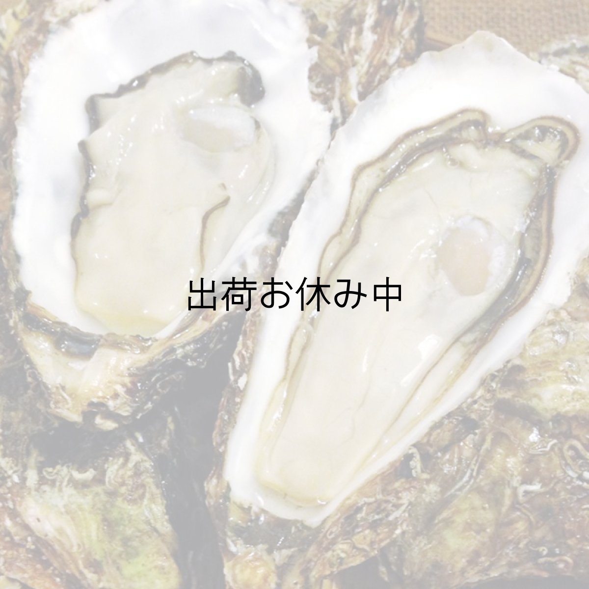 画像8: 【お急ぎ便】三陸広田湾産　殻付牡蠣　（お届け地域限定） (8)