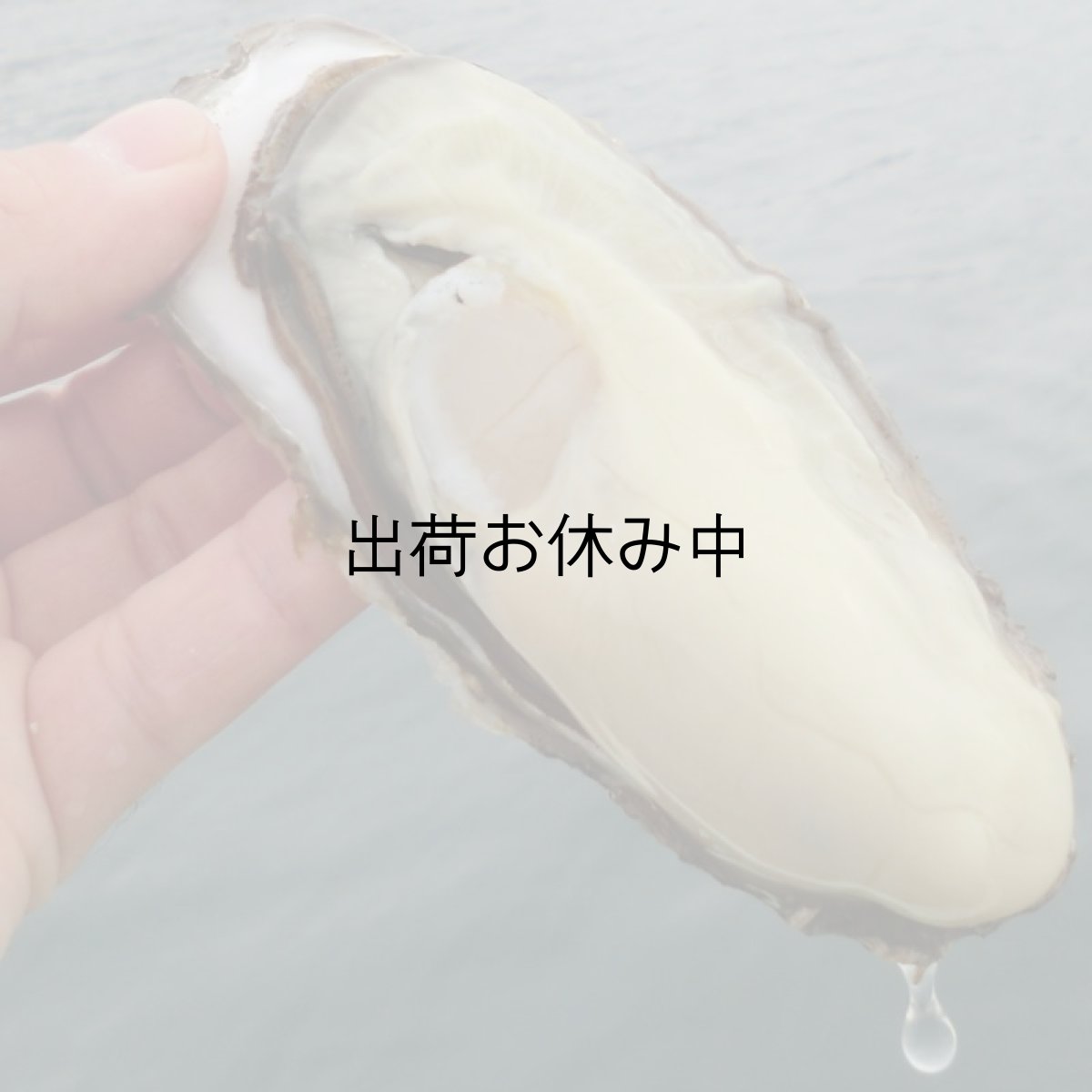 画像7: 【お急ぎ便】三陸広田湾産　殻付牡蠣　（お届け地域限定） (7)