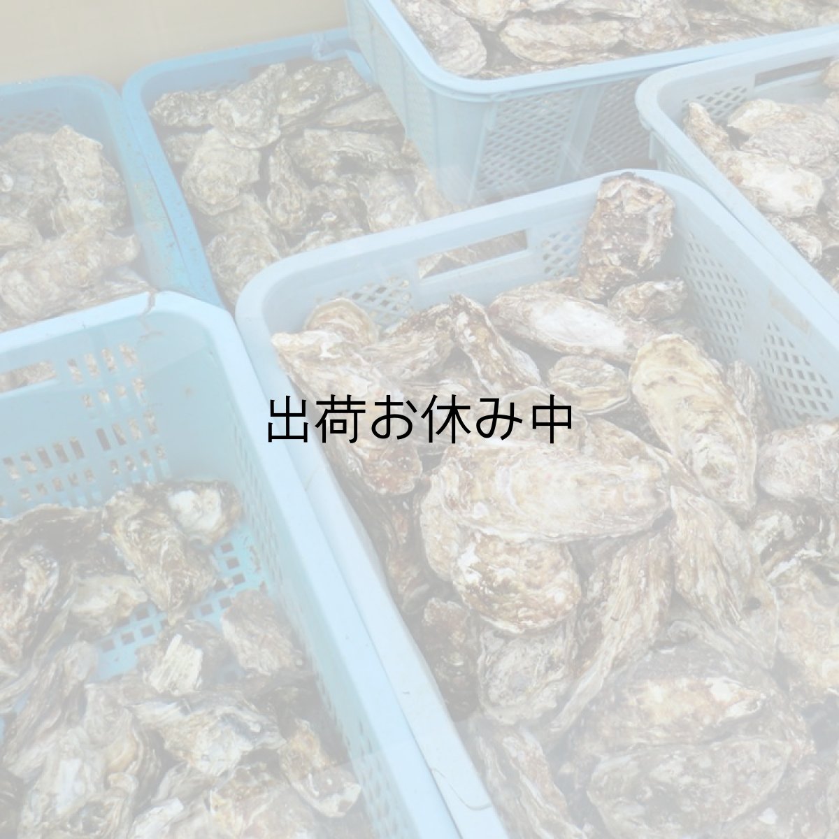 画像10: 【お急ぎ便】三陸広田湾産　殻付牡蠣　（お届け地域限定） (10)
