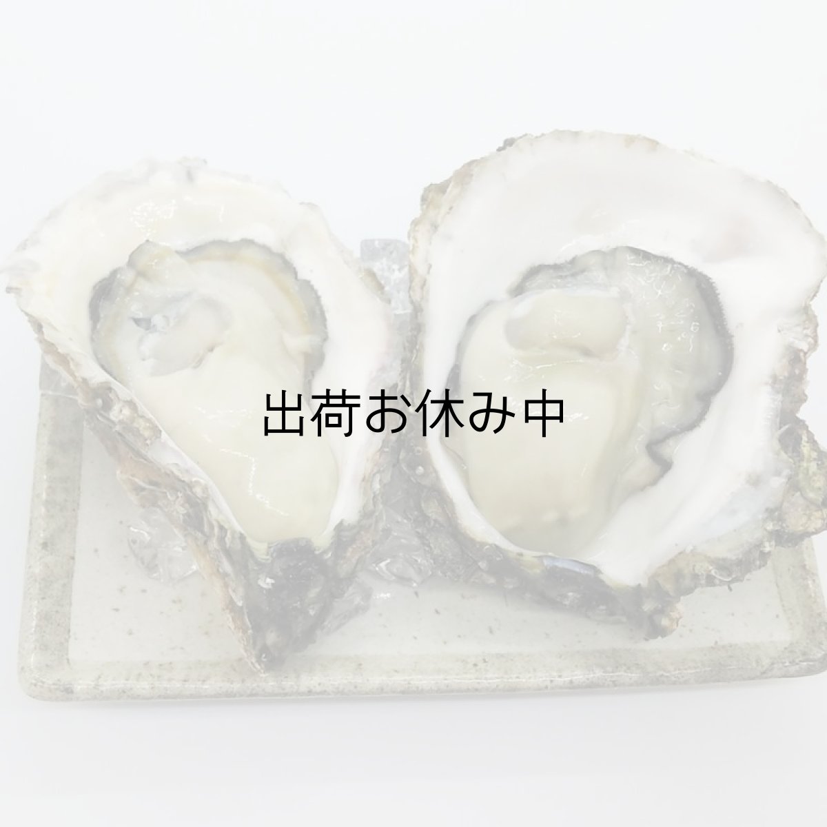 画像10: 三陸広田湾産　岩牡蠣 (10)