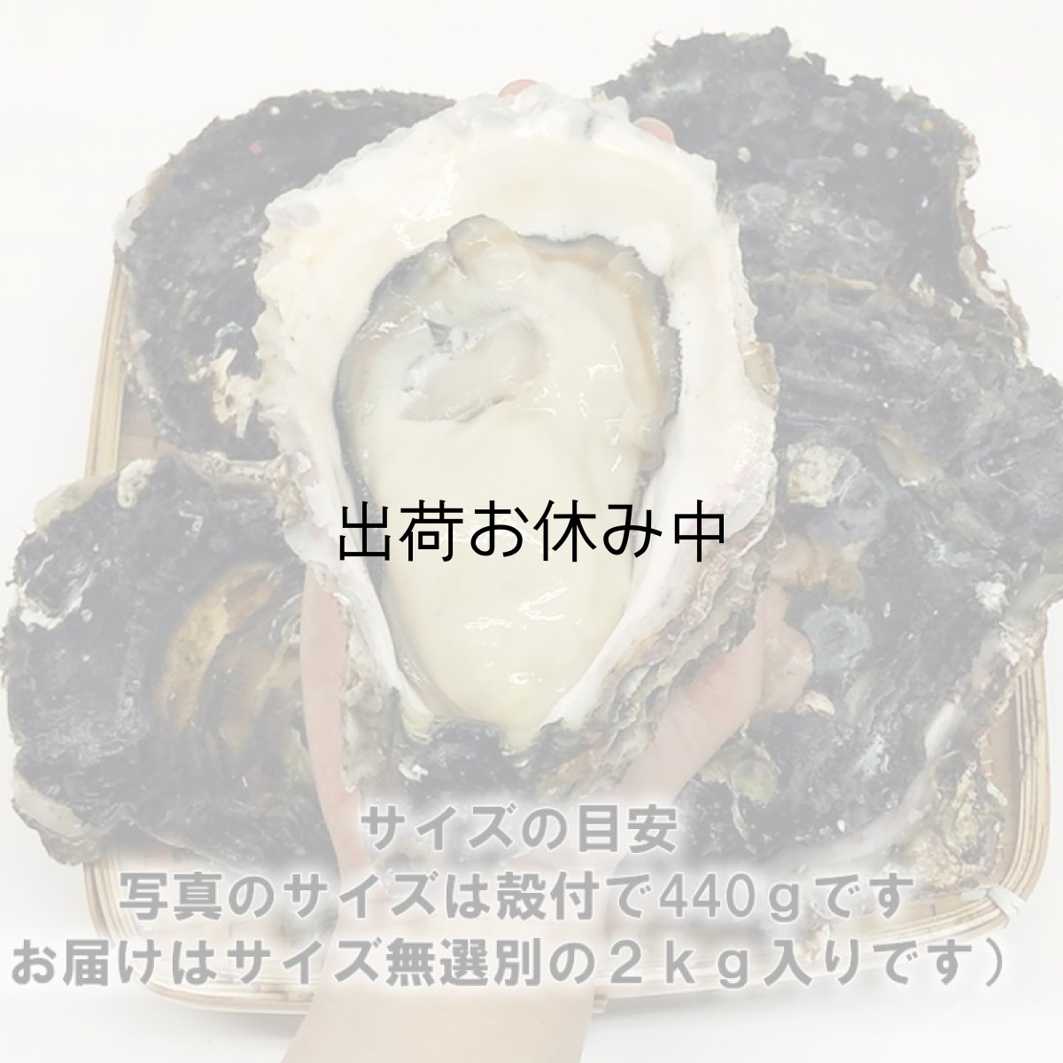 画像2: 三陸広田湾産　岩牡蠣 (2)