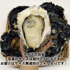 画像2: 三陸広田湾産　岩牡蠣 (2)