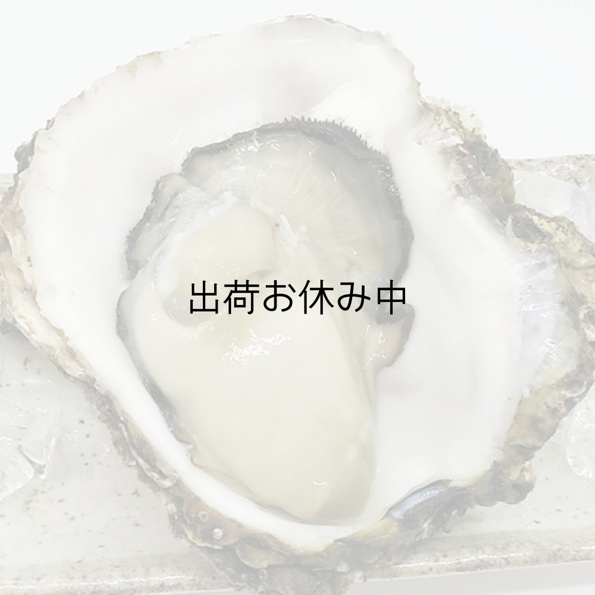 画像7: 三陸広田湾産　岩牡蠣 (7)