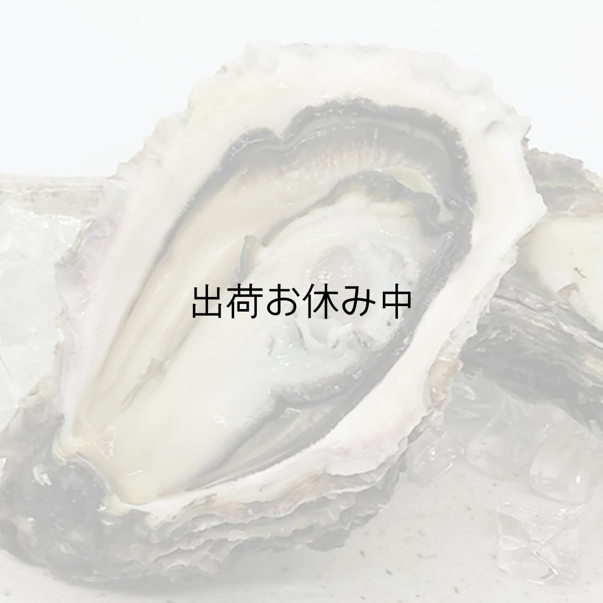 画像5: 三陸広田湾産　岩牡蠣 (5)