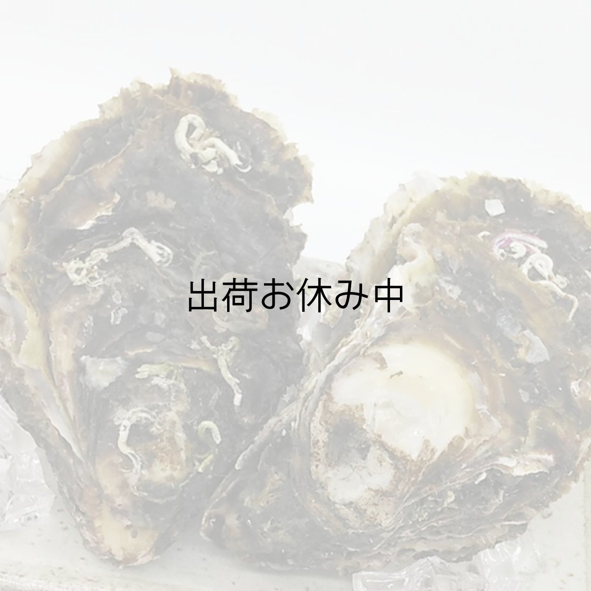 画像4: 三陸広田湾産　岩牡蠣 (4)