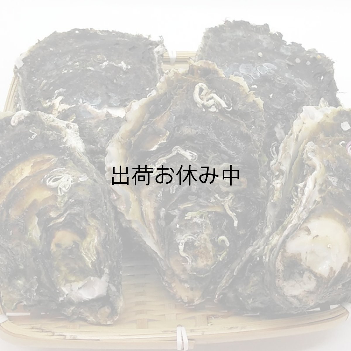 画像3: 三陸広田湾産　岩牡蠣 (3)