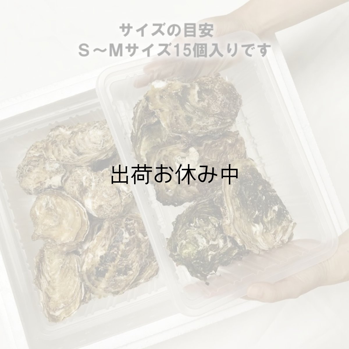 画像2: 三陸広田湾産　レンチン牡蠣 (2)