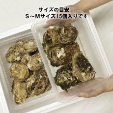 画像2: 三陸広田湾産　レンチン牡蠣 (2)