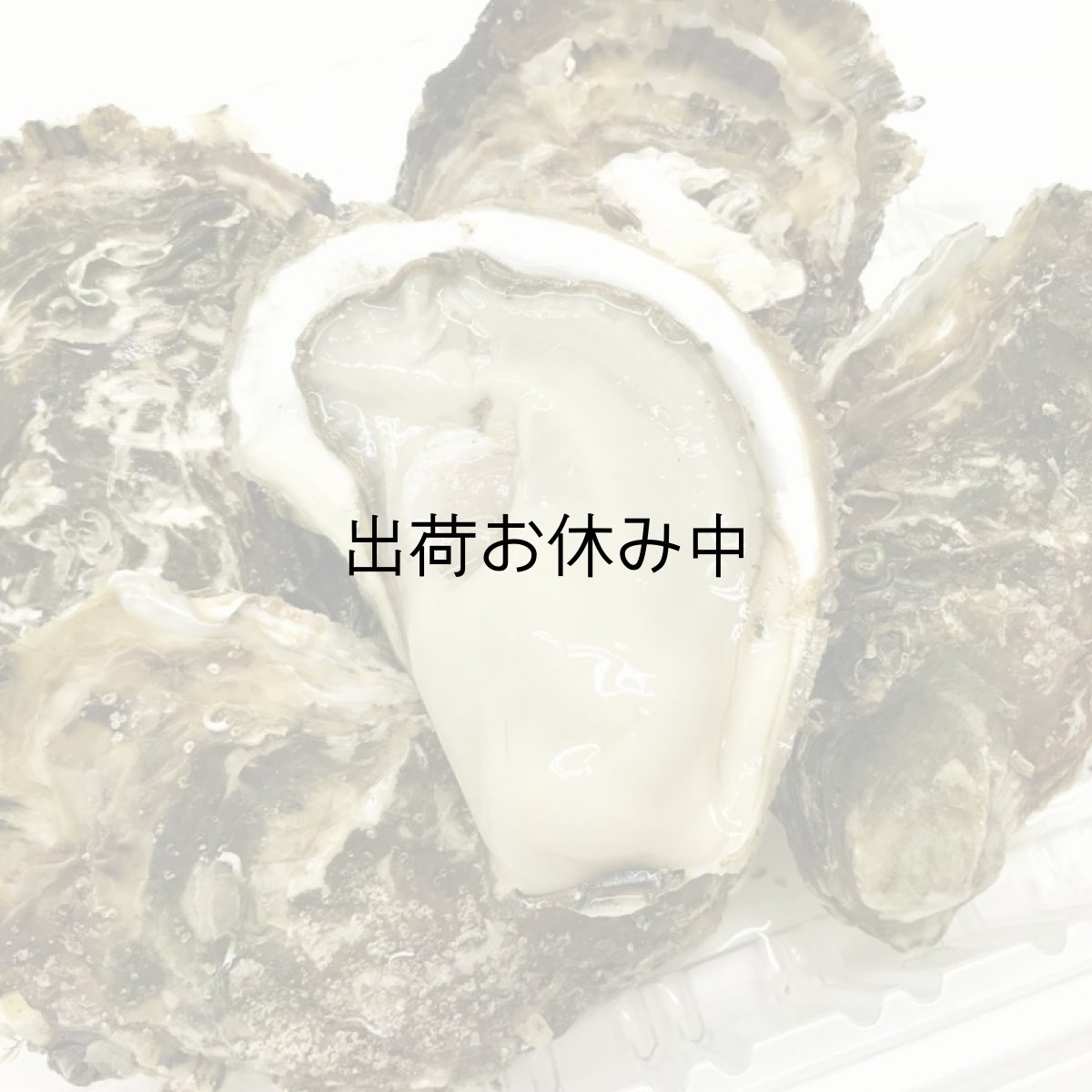 画像3: 三陸広田湾産　レンチン牡蠣 (3)