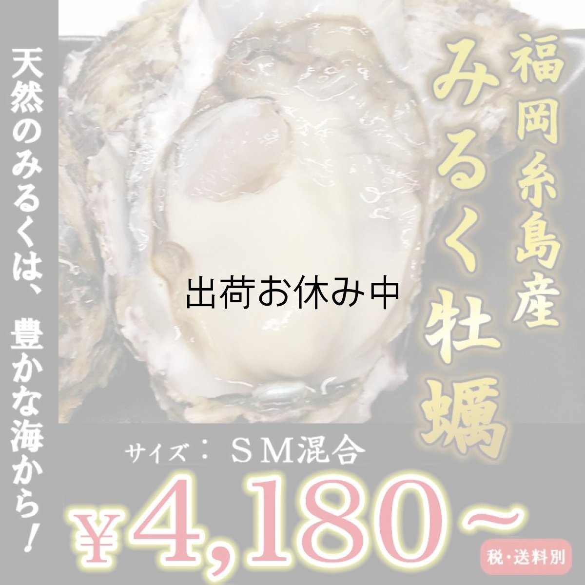 画像1: 【お急ぎ便】福岡糸島産　みるく牡蠣　（お届け地域限定） (1)