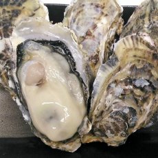 画像2: 福岡糸島産　真牡蠣と岩牡蠣のお得セット (2)