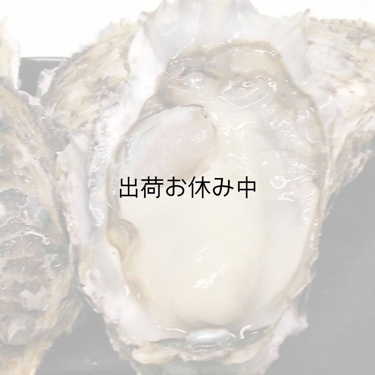 画像3: 福岡糸島産　みるく牡蠣 (3)