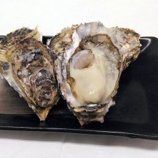 画像4: 福岡糸島産　みるく牡蠣 (4)